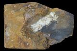Unidentified Paleocene Fossil Fruit - North Dakota #96888-1